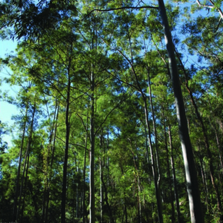 Australian gums