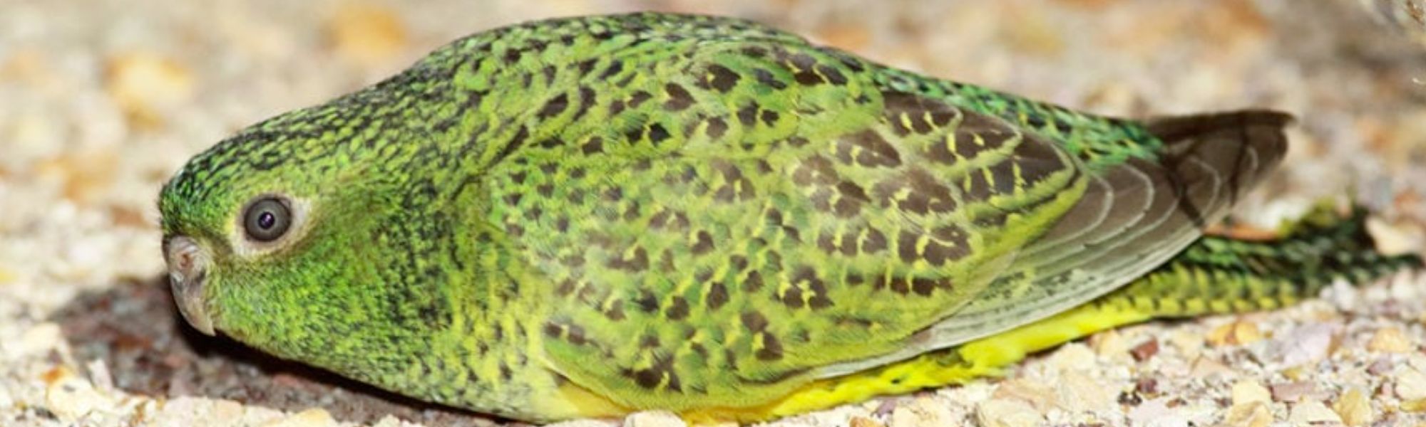 New hope for critically endangered Night Parrot as national parks set to expand